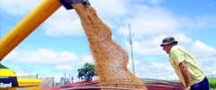 Safra de grãos pode ficar entre 194 e 200 milhões de toneladas