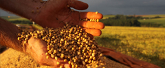 Atrasadas, vendas de soja no Brasil atingem 43% da safra