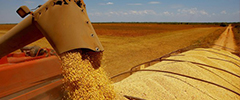 Conab prevê safra recorde com 238,7 milhões de toneladas de grãos