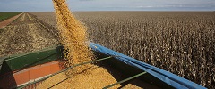 MS deve exportar 1 milhão de toneladas de soja pelo Porto de Concepción